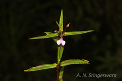 Impatiens madapurae